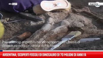 ERROR! Argentina, scoperti fossili di dinosauro di 70 milioni di anni fa