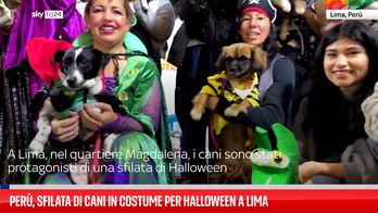 Perù, sfilata di cani in costume per Halloween a Lima