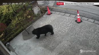 Giappone, un orso cammina davanti al museo d'arte di Sembok