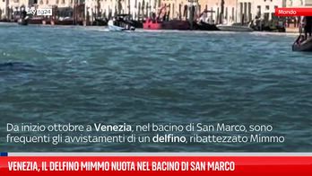 Venezia, il delfino Mimmo nuota nel bacino di San Marco