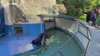 Verona, leone marino in un furgone: proprietario denunciato