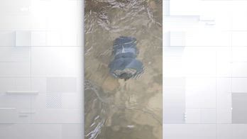 Legambiente, il progetto Waterwise monitora i bacini alpini