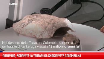 Colombia, scoperta la tartaruga Shakiremys colombiana