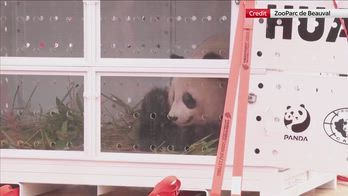Francia, panda lasciano zoo di Beauval: trasferiti in Cina