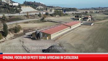 Spagna, focolaio di peste suina africana in Catalogna