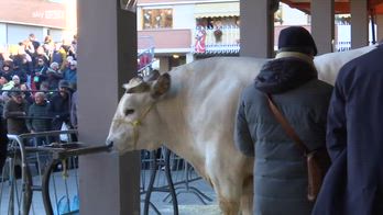 ERROR! Fiera bue grasso, a Carrù l'eccellenza della carne piemontese