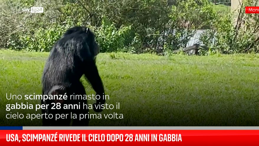 Usa, scimpanzè rivede il cielo dopo 28 anni in gabbia