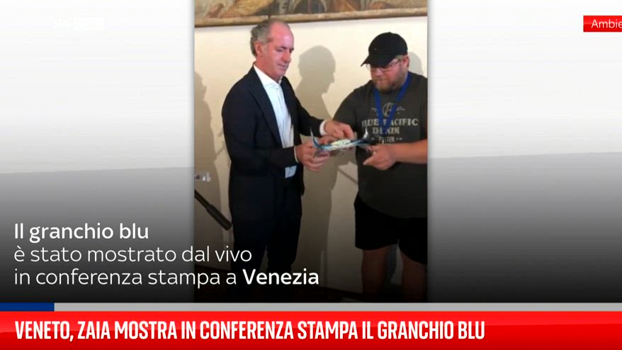 Veneto, Zaia mostra in conferenza stampa il granchio blu