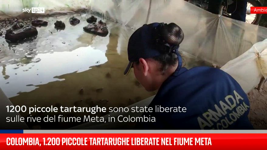 Colombia, 1.200 piccole tartarughe liberate ne fiume Meta