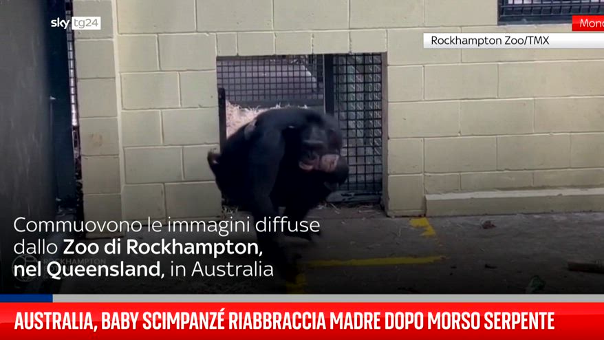 Australia, baby scimpanz� riabbraccia madre dopo morso serpente