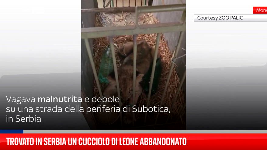 Trovato in Serbia un cucciolo di leone abbandonato