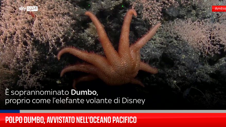 Polpo Dumbo, avvistato nell'Oceano Pacifico