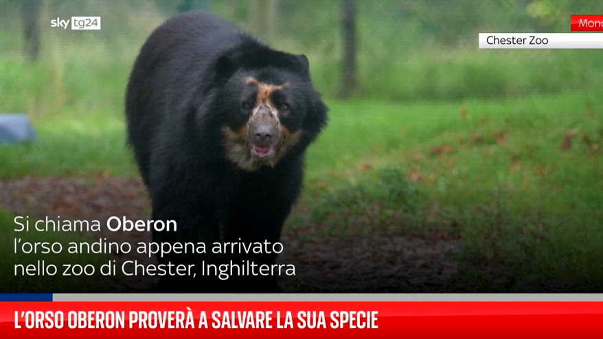 L?orso Oberon prover� a salvare la sua specie