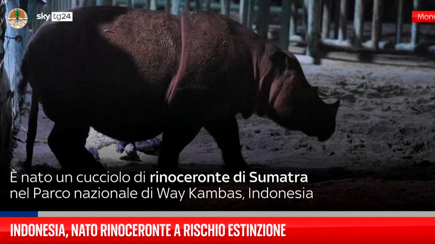 Indonesia, nato rinoceronte a rischio estinzione