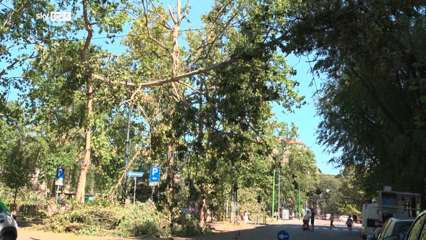 Forestami Academy, 300 nuovi alberi al parco nord di Milano