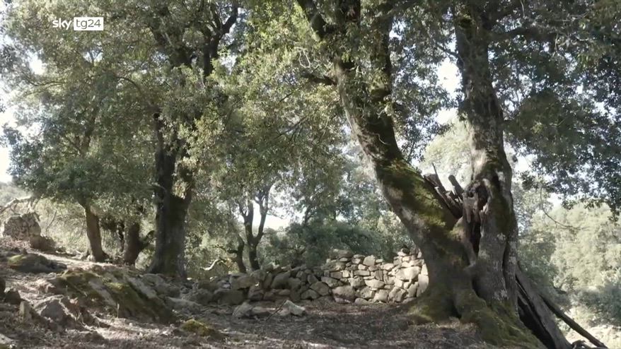 Parco Italia, il progetto di riforestazione con 22milioni di alberi entro il 2040