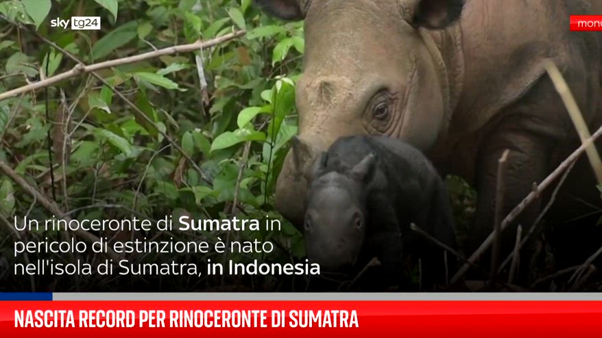 Indonesia, rinoceronte di Sumatra d� alla luce un cucciolo