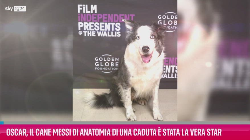 VIDEO Oscar, il cane Messi è stata la vera star