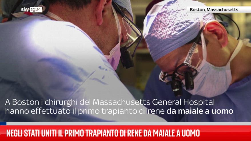 In America primo trapianto di rene da maiale a uomo
