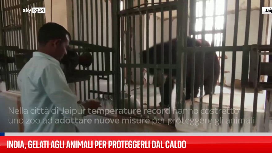 India, gelati agli animali per proteggerli dal caldo