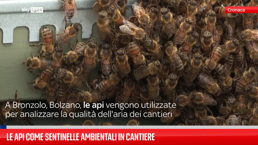 Le api come sentinelle ambientali in cantiere