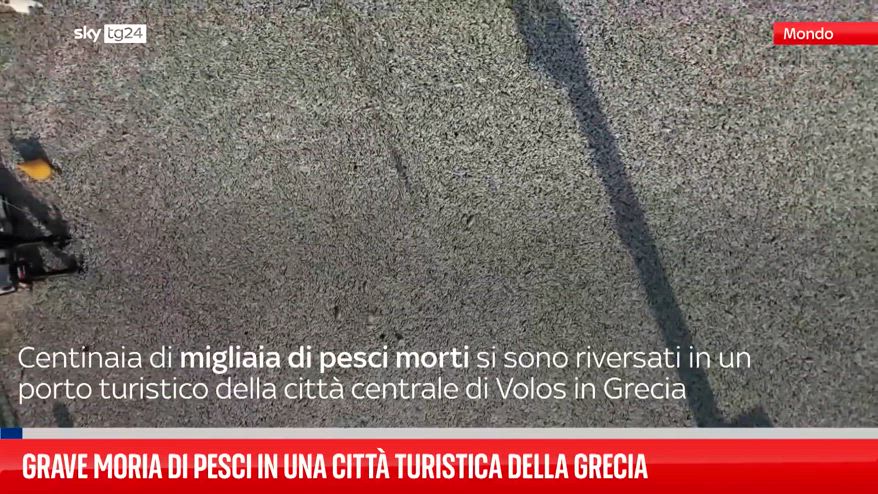 La grave moria di pesci in una città turistica della Grecia