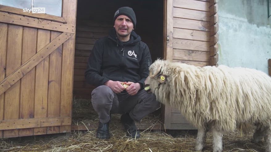 La nuova vita di Nino, l'agnello salvato da Essere Animali