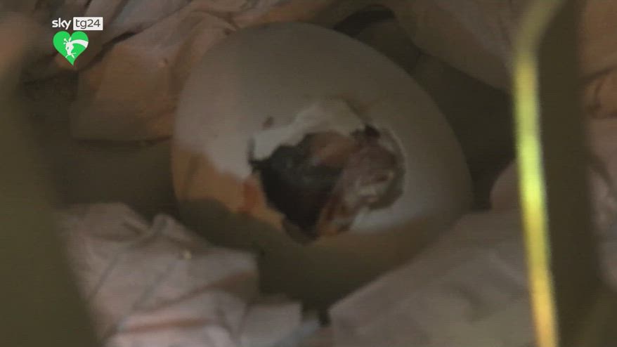 Bioparco di Roma, raro avvoltoio papa nato l'8 maggio
