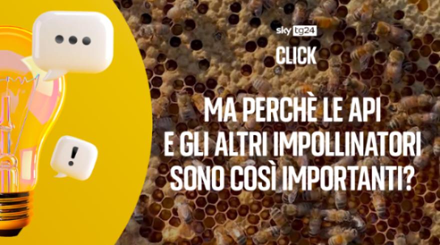 Perchè le api sono così importanti?