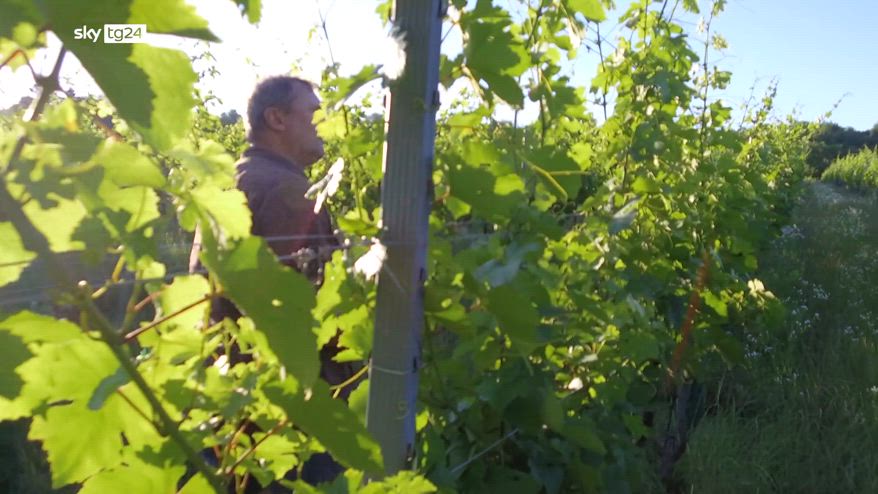 Report sulle vigne urbane, Italia è Paese che ne ha di più