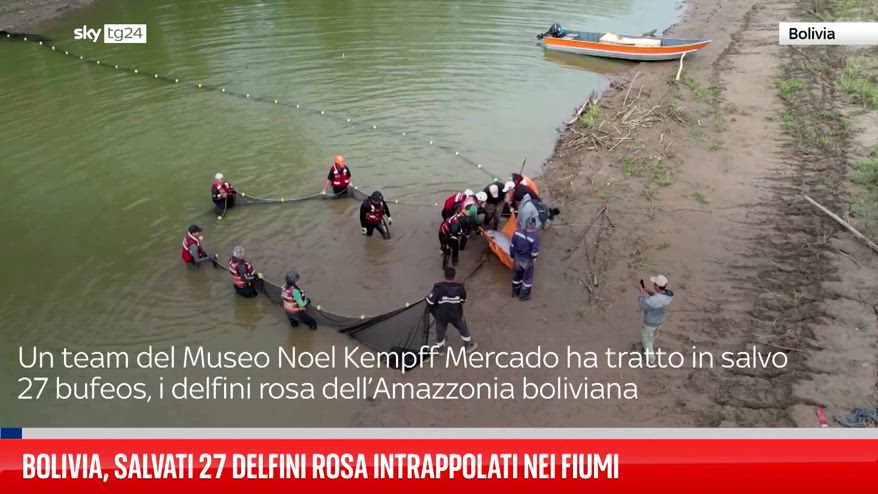 Bolivia, salvati 27 delfini rosa intrappolati nei fiumi