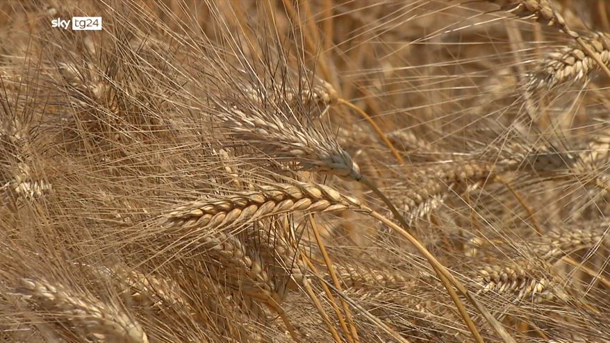 Dal 27 al 29 luglio ad Addis Abeba il secondo vertice sui sistemi alimentari dell'Onu