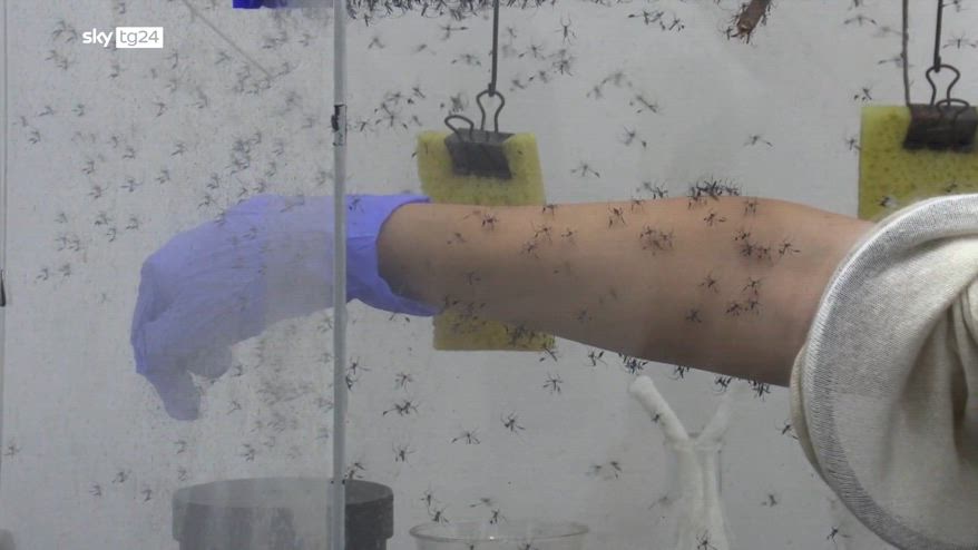 West Nile, 7 nuovi casi registrati in Lazio