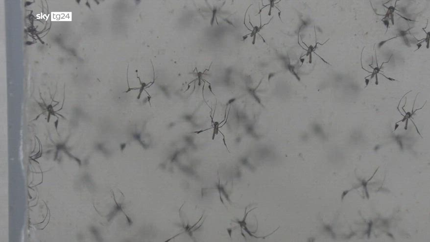 West Nile, primo decesso in Campania
