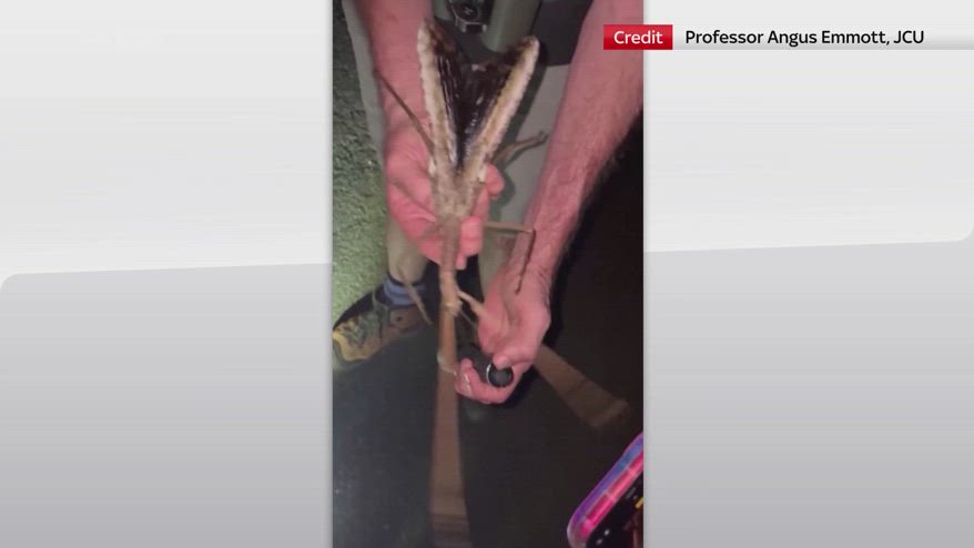 Australia, scoperto insetto stecco di 44 grammi