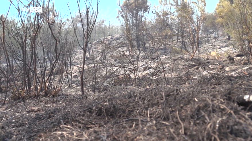 Incendio Vesuvio, fronte del fuoco nella riserva distrutta