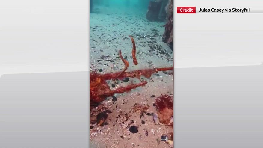 Australia, il corteggiamento tra due cavallucci marini