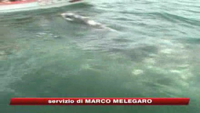Il riscaldamento globale minaccia le balene