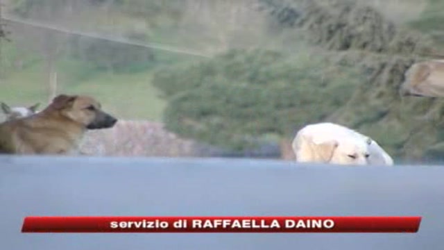 Ragusa, bimbo di 10 anni ucciso da branco di cani