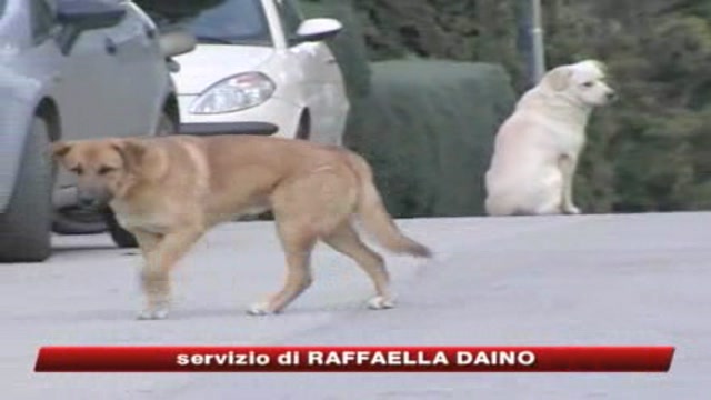 Bimbo sbranato a Ragusa, arrestato il custode del cane