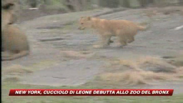 New York, cucciolo di leone debutta allo zoo del Bronx