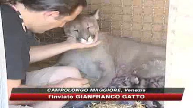 Venezia, tre cuccioli di puma nascono in cattività