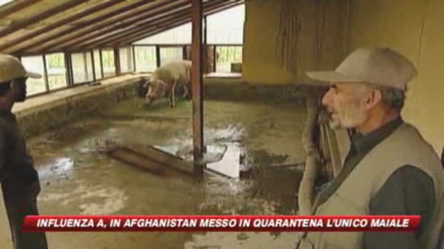 Afghanistan, in quarantena l'unico maiale