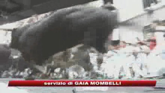 Corse dei tori a San Firmino: un morto 