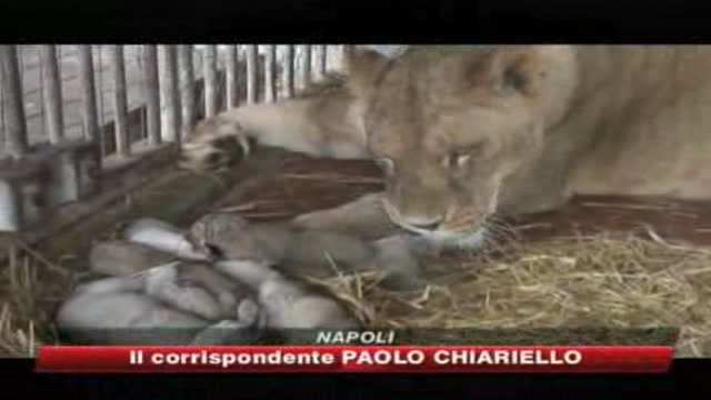 Zoo, Napoli fa la parte del... leone