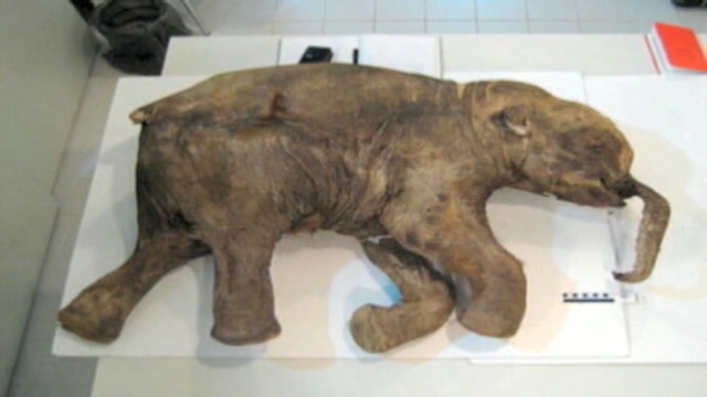 Siberia, ritrovati resti di mammut di 40mila anni fa