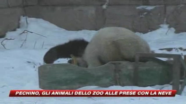 Pechino, gli animali dello zoo alle prese con la neve
