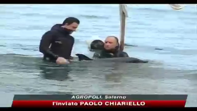 Delfino spiaggiato muore sulla costa salernitana