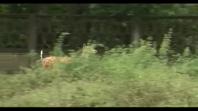 Maltempo, affluente del Lambro esonda in Brianza