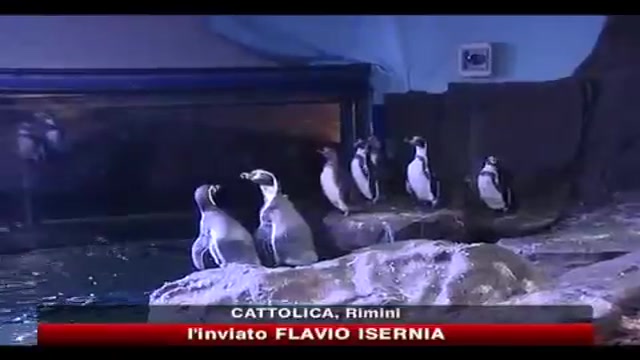 Ferragosto all'acquario di Cattolica per i pinguini nudisti